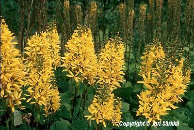  Ligularia Weihenstephan